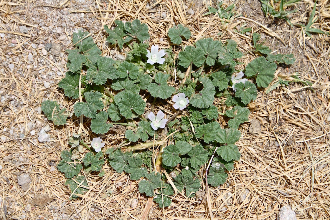 Изображение особи Malva neglecta.