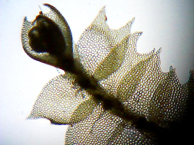 Image of Chiloscyphus profundus specimen.