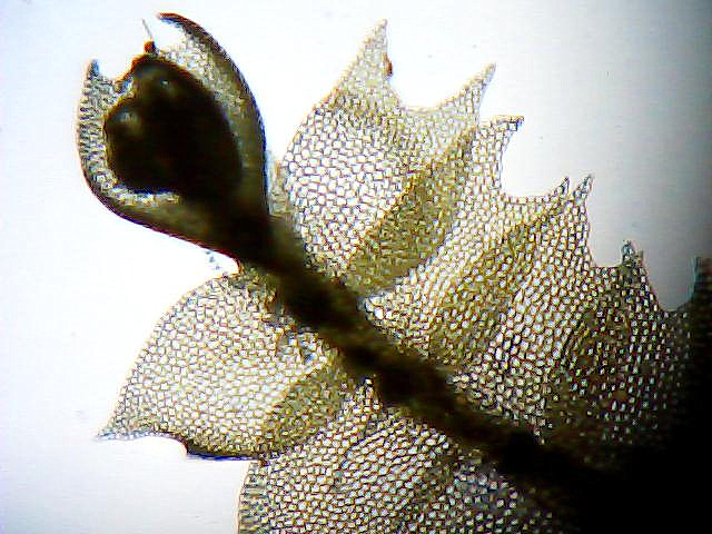 Image of Chiloscyphus profundus specimen.