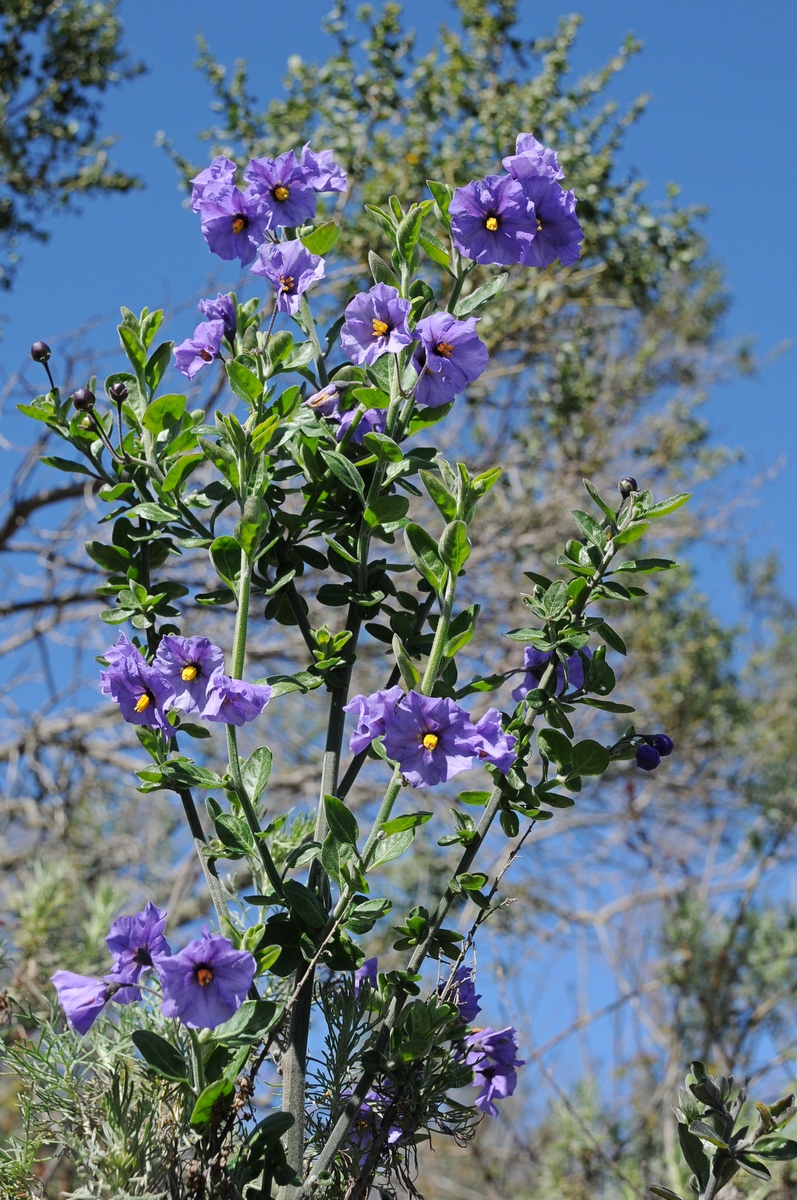 Изображение особи Solanum umbelliferum.