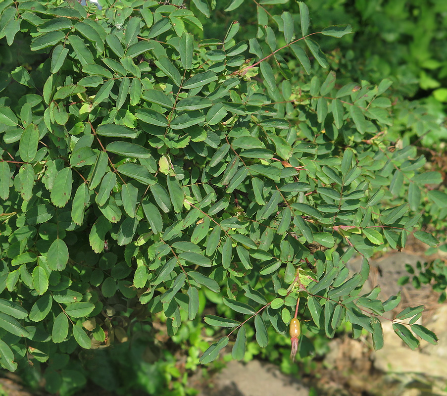 Image of Rosa koreana specimen.