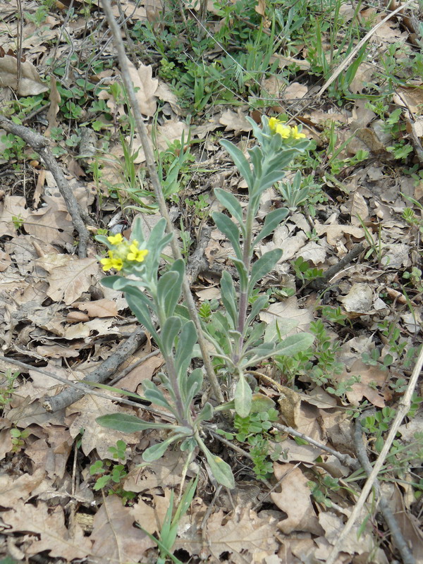 Image of Fibigia clypeata specimen.