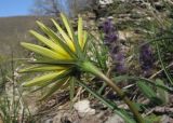 Tragopogon