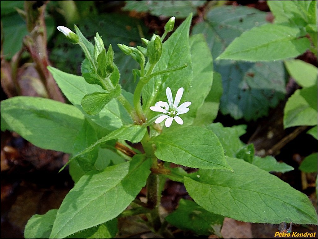 Изображение особи Myosoton aquaticum.