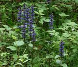 Ajuga reptans. Цветущие растения. Московская обл., Раменский р-н, окр. ж.-д. платформы Хрипань, смешанный лес у ЛЭП. 05.06.2017.