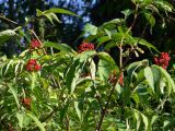 Sambucus sibirica