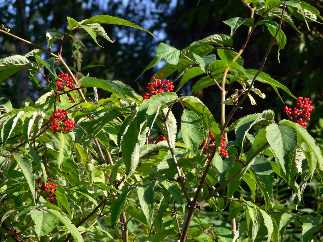 Изображение особи Sambucus sibirica.