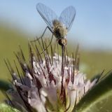 Lomelosia divaricata