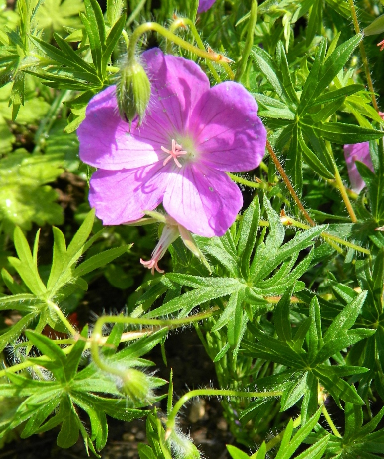 Image of Geranium sanguineum specimen.