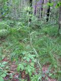 Carlina biebersteinii