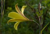 genus Hemerocallis. Цветок и бутоны. Пермский край, г. Пермь, Кировский р-н, садовый участок, в культуре. 2 июля 2017 г.