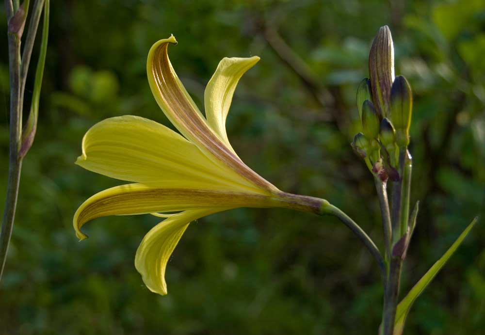 Изображение особи род Hemerocallis.