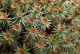 Polytrichum juniperinum. Верхушки мужских гаметофитов с перигониями. Московская обл., Талдомский р-н, обочина лесной дороги. 09.06.2017.