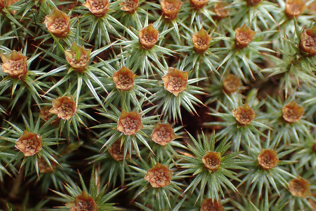 Image of Polytrichum juniperinum specimen.