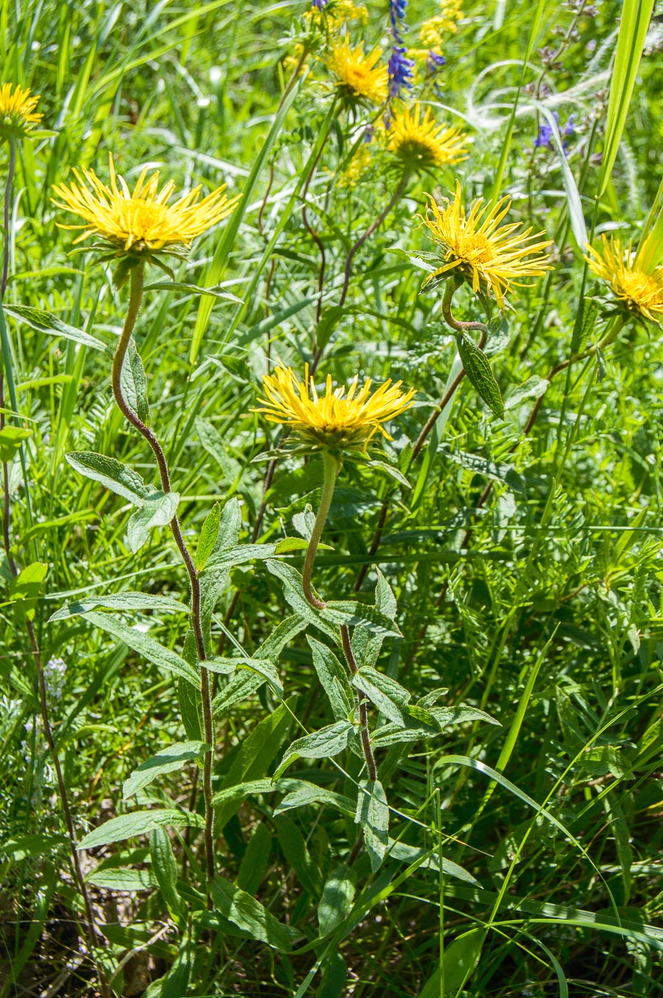 Image of Inula hirta specimen.