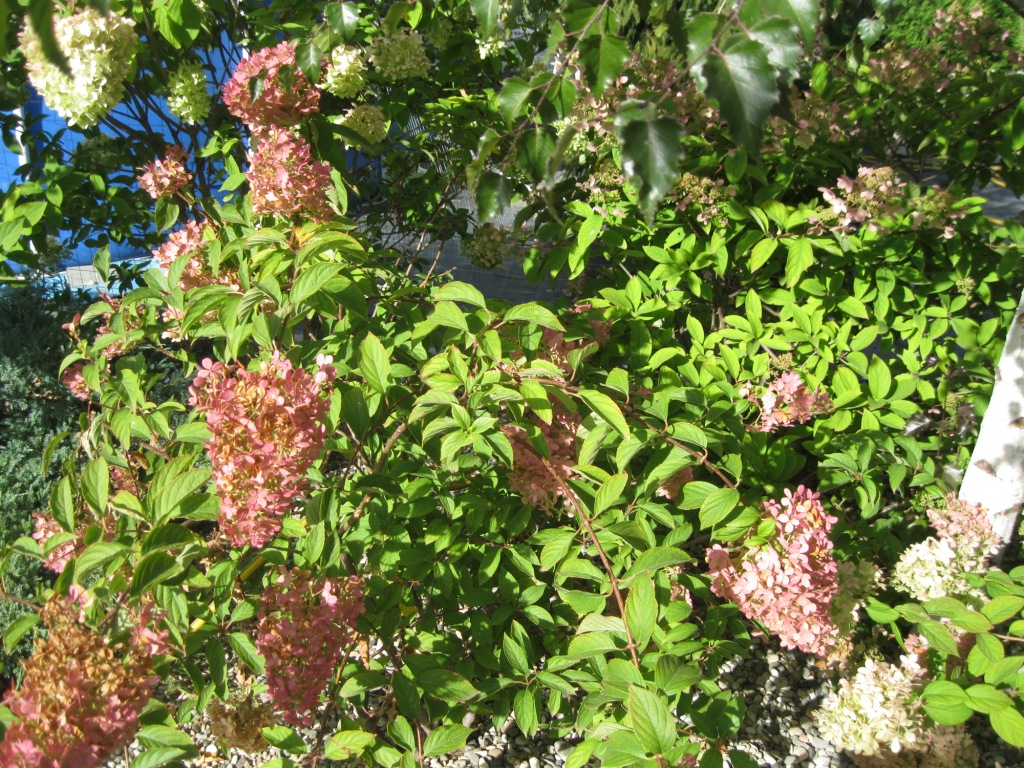 Image of Hydrangea paniculata specimen.