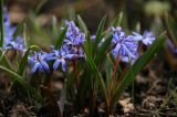 Scilla bifolia