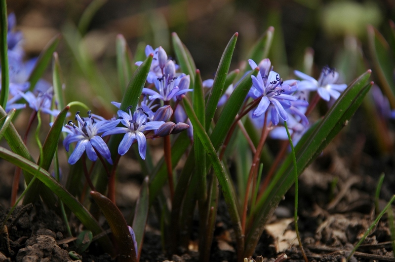 Изображение особи Scilla bifolia.