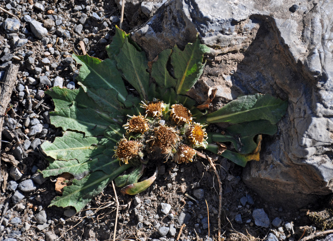 Изображение особи Inula rhizocephala.