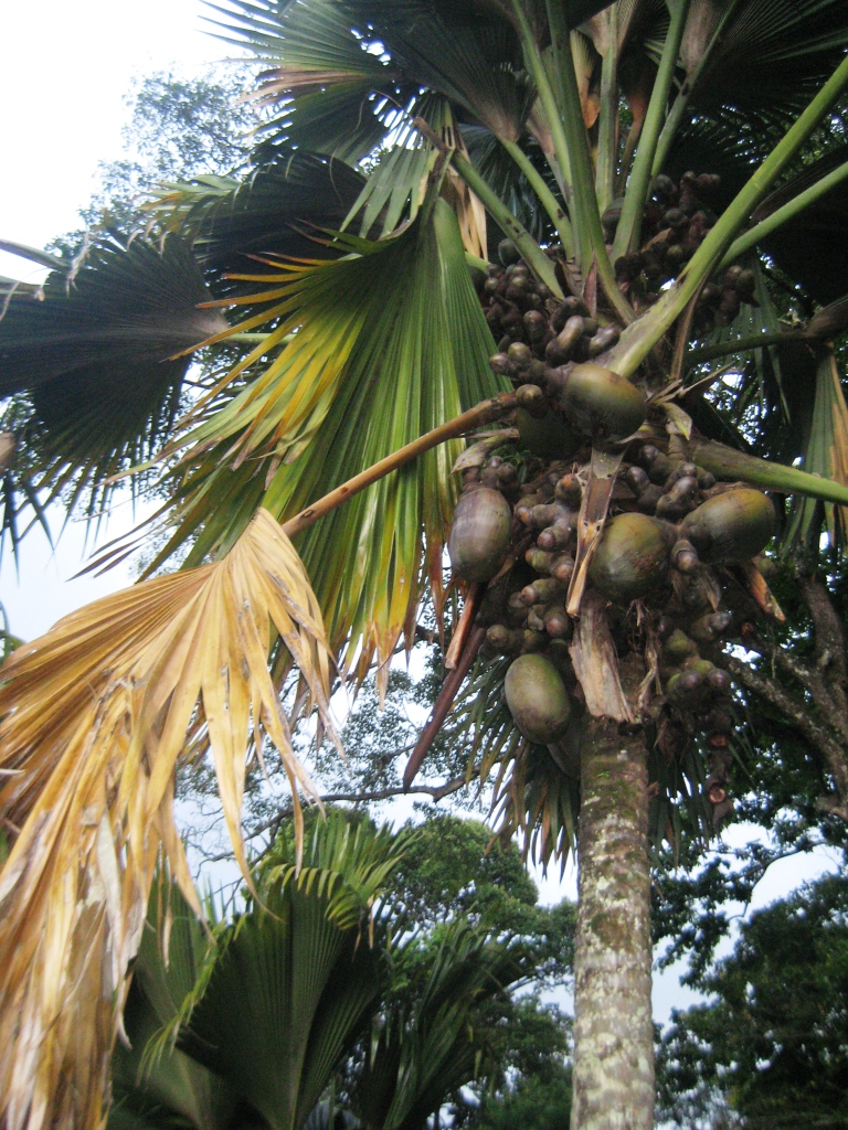 Image of Lodoicea maldivica specimen.