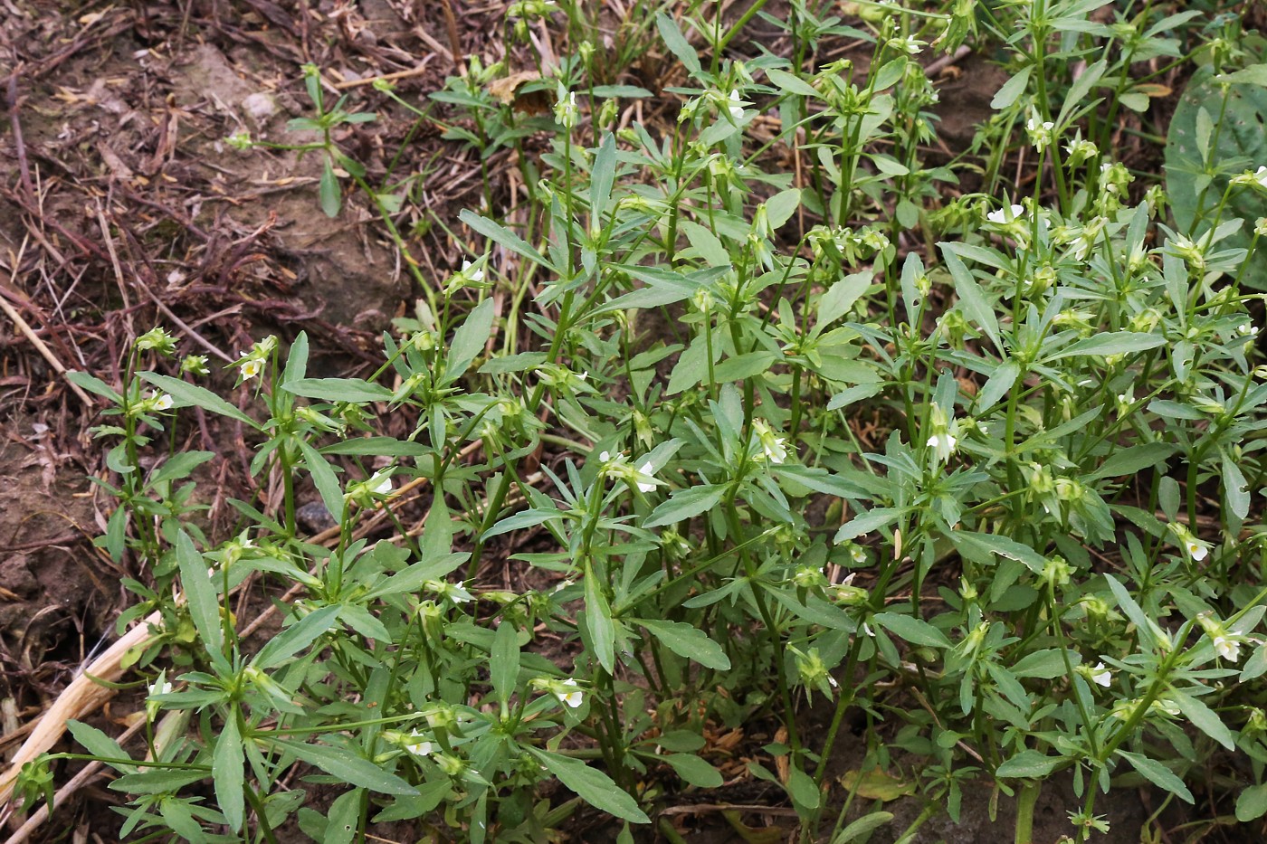 Image of Viola kitaibeliana specimen.