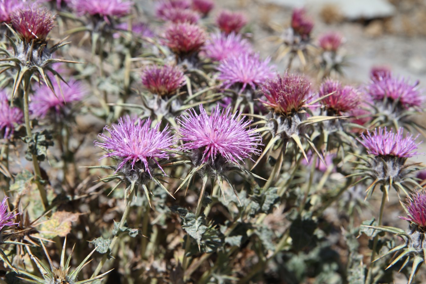 Изображение особи Cousinia carduncelloidea.