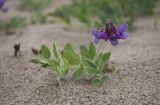 Lathyrus japonicus подвид pubescens. Цветущее растение на песчаном пляже. Мурманская обл., Кольский р-н, пос. Териберка, берег губы Лодейной. 21.07.2017.