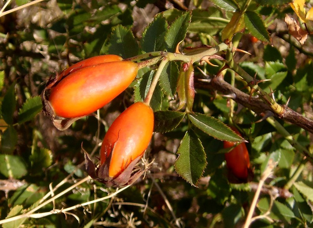 Image of genus Rosa specimen.