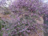 Hovea acutifolia