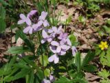 Cardamine quinquefolia