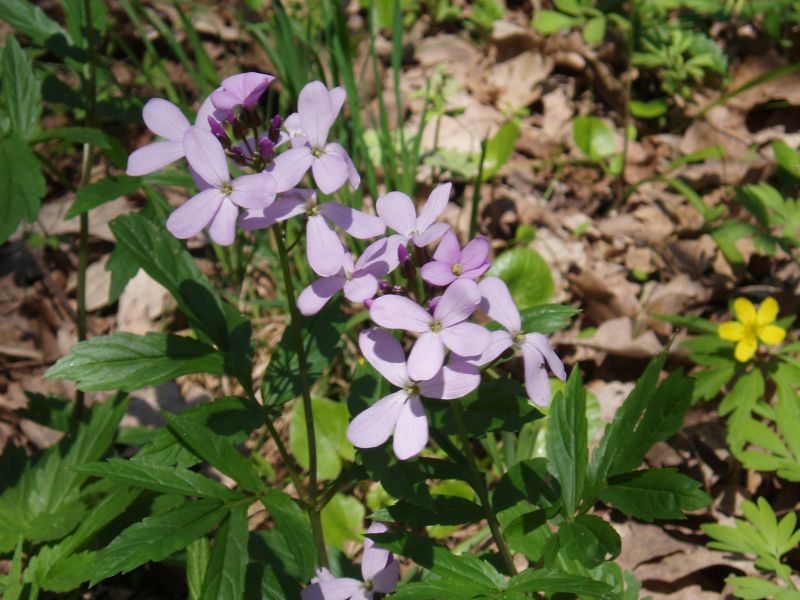 Изображение особи Cardamine quinquefolia.