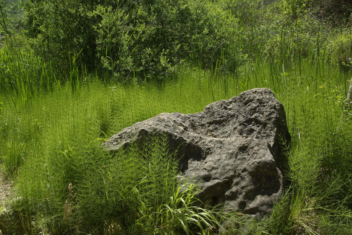 Image of Equisetum &times; litorale specimen.