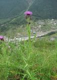 Cirsium elbrusense. Цветущее растение. Кабардино-Балкария, Эльбрусский р-н, окр. пос. Эльбрус, ок. 1900 м н.у.м, сыроватое место на склоне горы. 29.07.2017.