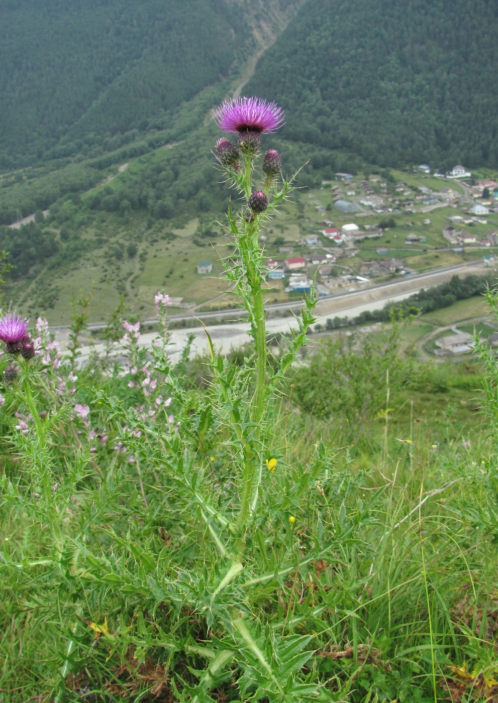 Изображение особи Cirsium elbrusense.