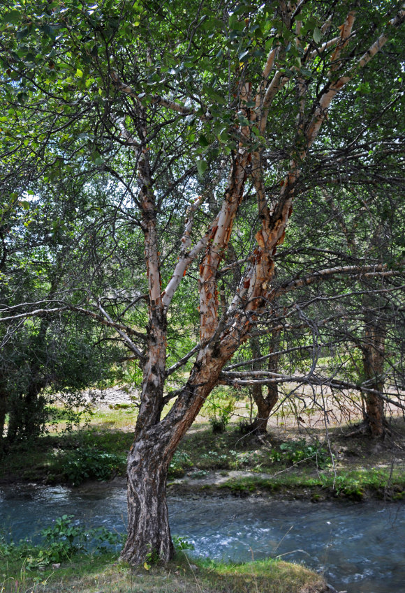 Изображение особи Betula turkestanica.