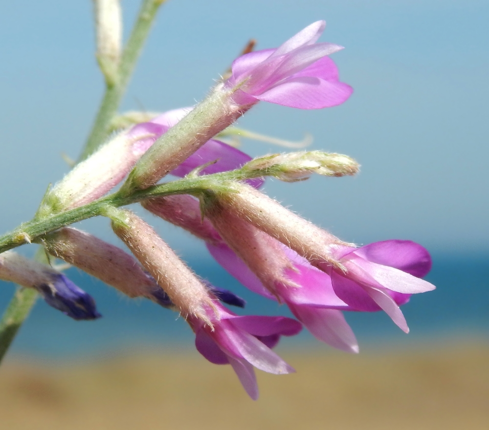 Изображение особи Astragalus varius.