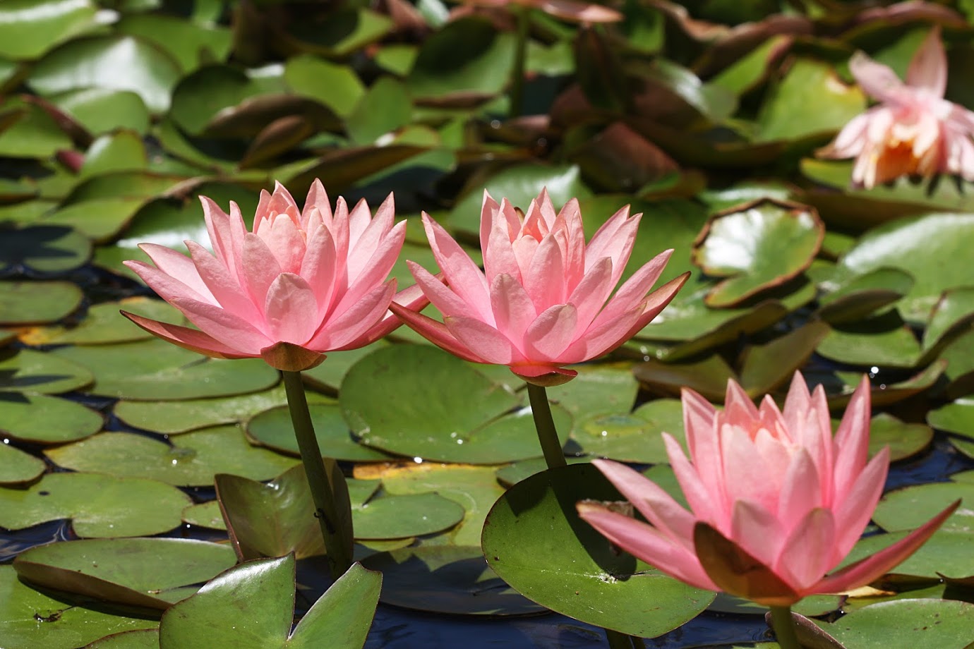 Image of Nymphaea odorata specimen.