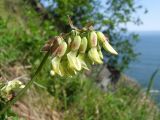 Astragalus frigidus