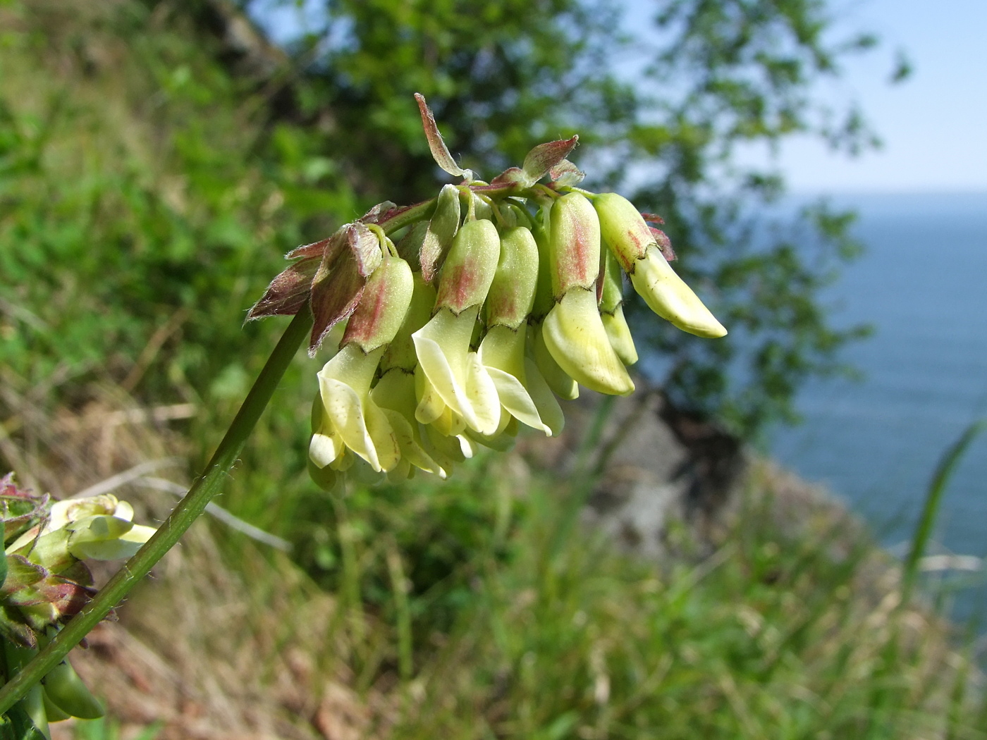 Изображение особи Astragalus frigidus.