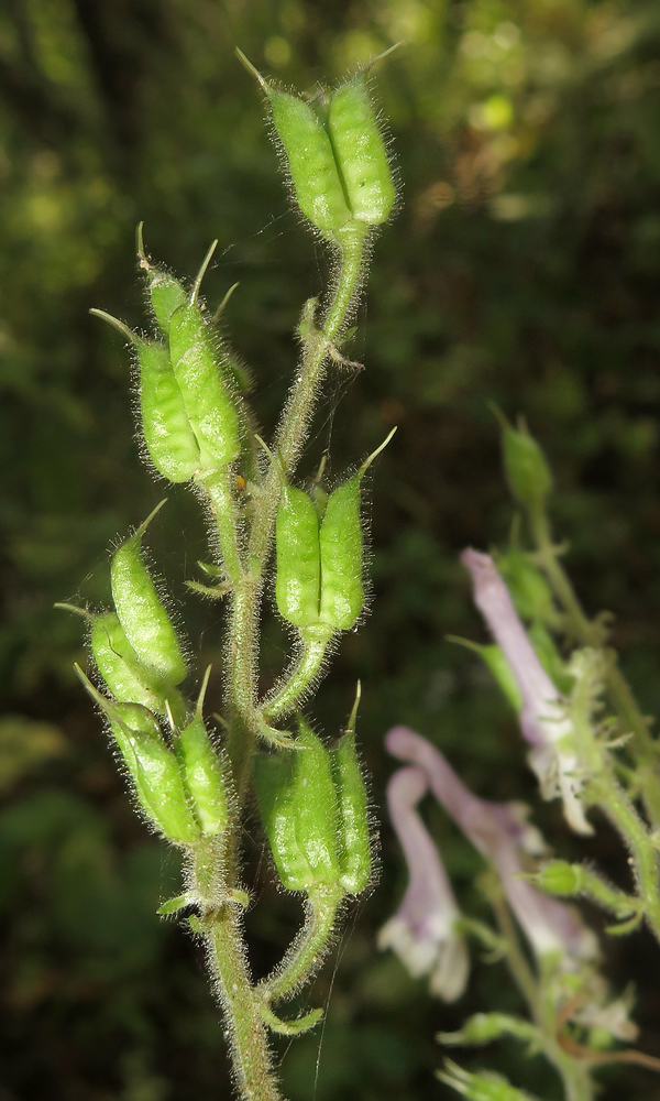 Изображение особи Aconitum alboviolaceum.