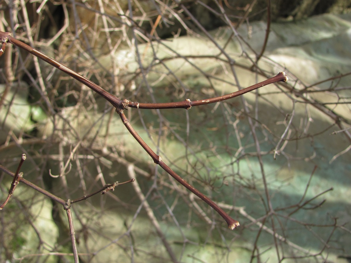 Image of Philadelphus caucasicus specimen.