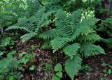 Dryopteris filix-mas. Взрослые растения. Адыгея, Фишт-Оштеновский массив, юго-восточный склон горы Фишт, ≈ 1800 м н.у.м., буково-пихтовый лес. 05.07.2017.