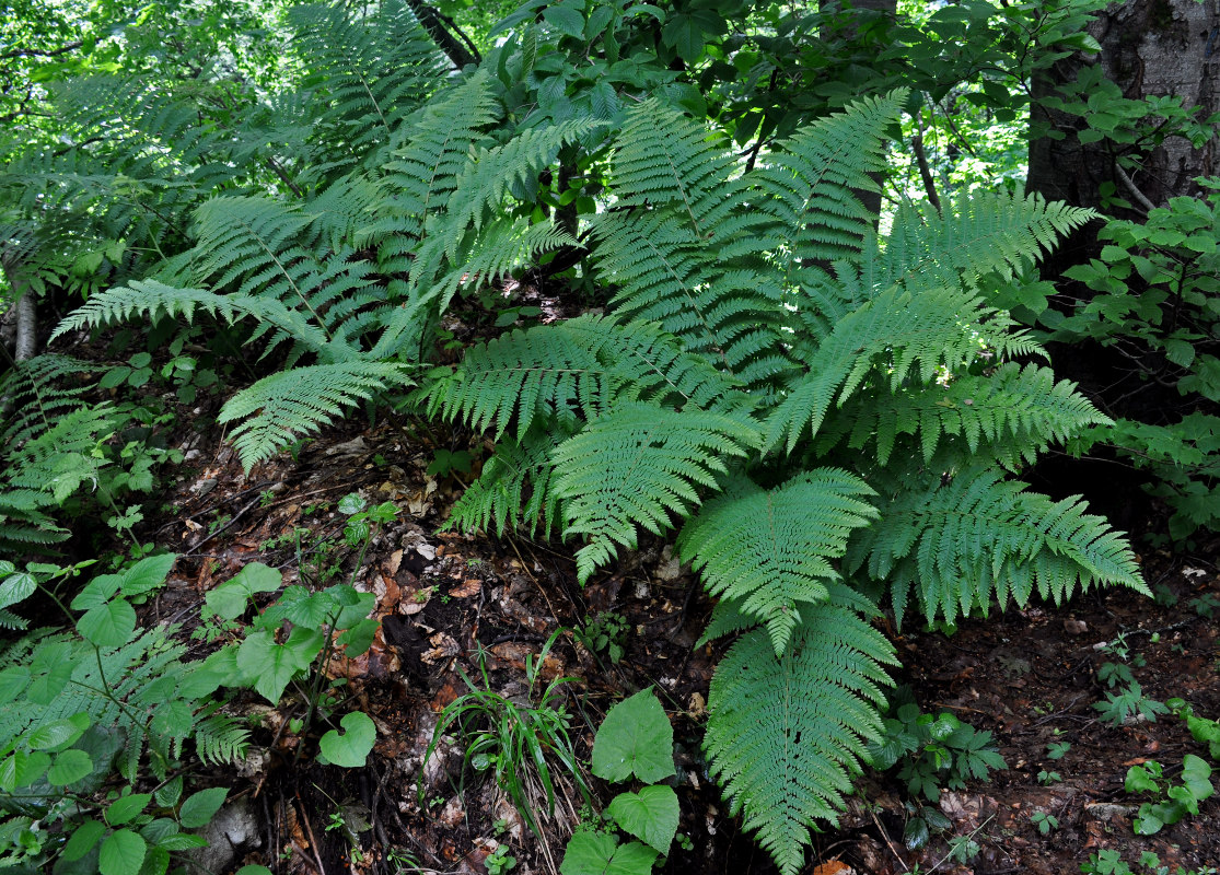 Image of Dryopteris filix-mas specimen.