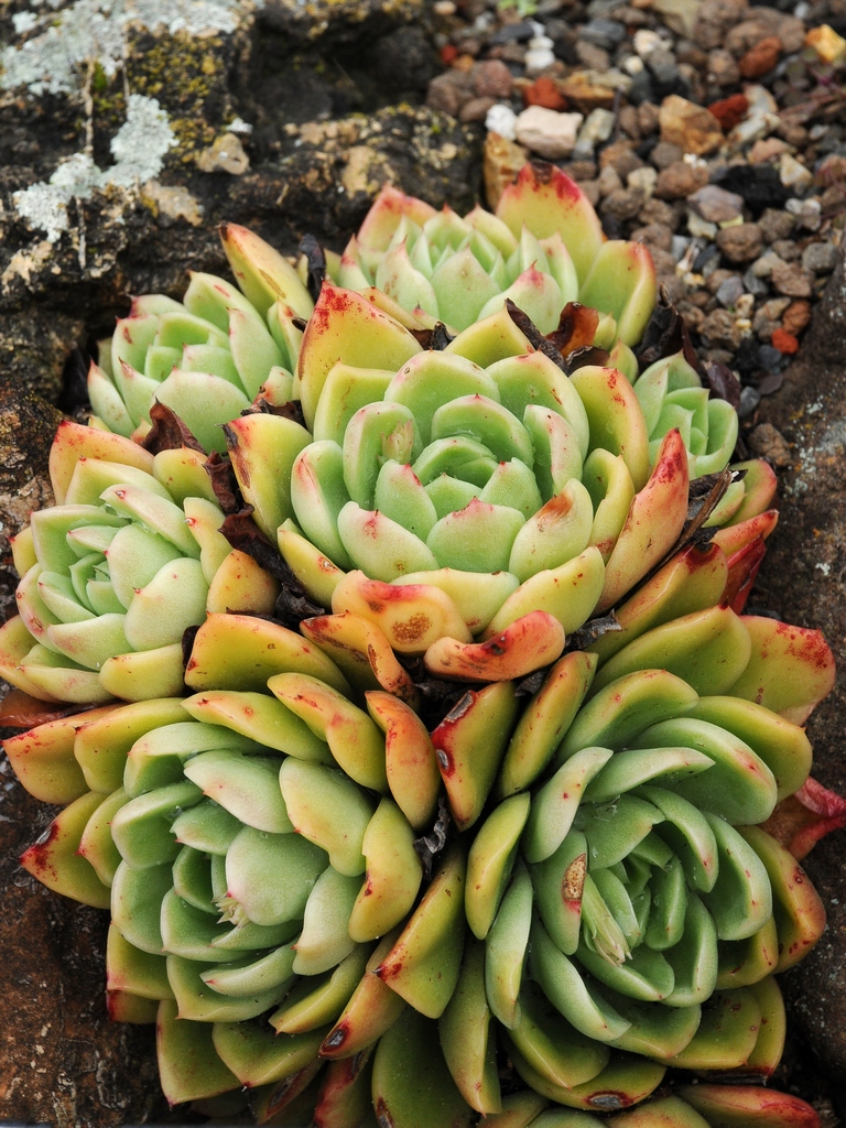 Изображение особи Echeveria gilva.