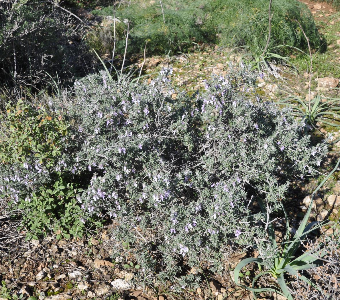 Изображение особи Teucrium brevifolium.