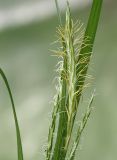 Carex sylvatica