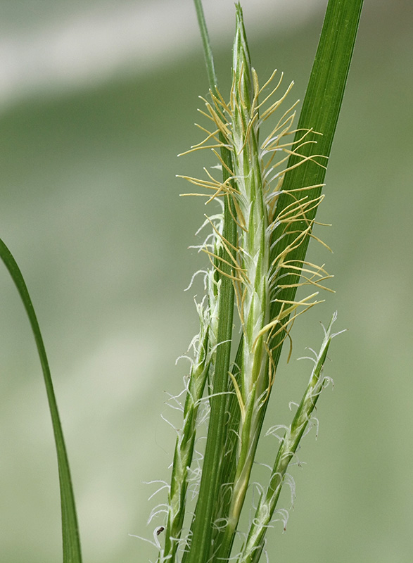 Image of Carex sylvatica specimen.