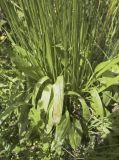 Plantago lanceolata