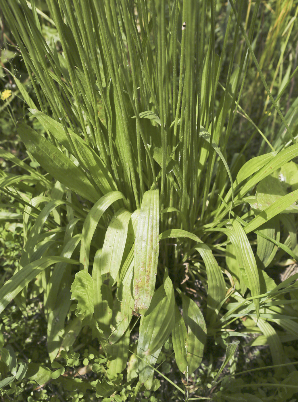 Изображение особи Plantago lanceolata.