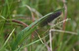 Phleum alpinum. Верхушка побега с соцветием. Чехия, Оломоуцкий край, природный заповедник Jeseníky, субальпийский луг. 15.06.2017.